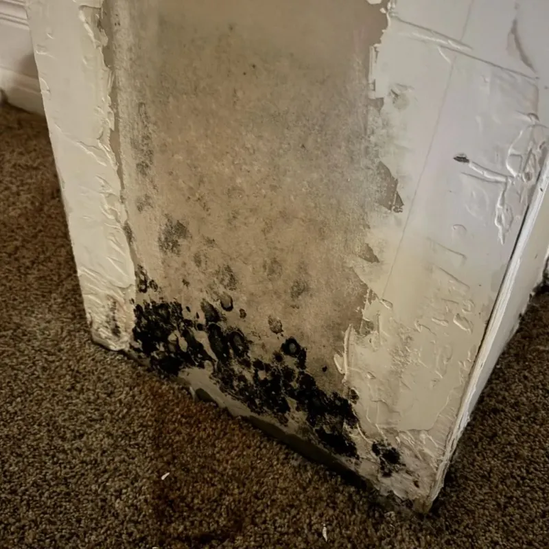 Professional Mold Removal in Florence, SC